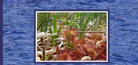 A photograph of a sundew plant on the Mull of Kintyre