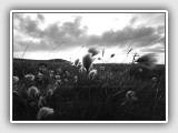 Mull of Kintyre - Windy moorland