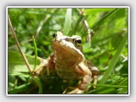 Young frog, Rana temporaria