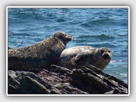 Common Seals, Phoca vitulina, basking on Sanda Island