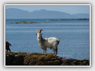 Wild Goats, introduced to Kintyre in Roman times
