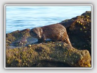 Otter, Lutra lutra